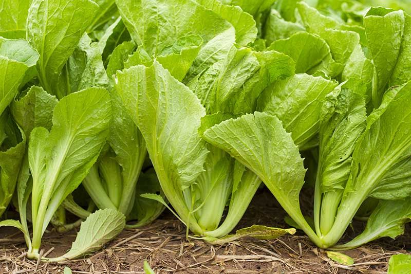 When you think of leafy greens mustard may not initially come to mind Mustard greens are surprisingly flavorful and bring essential nutrients and health benefits to the table Learn more about this unique green its nutritional content and which cultivars to add to your garden greens mustardgreens gardenerspath by ririn