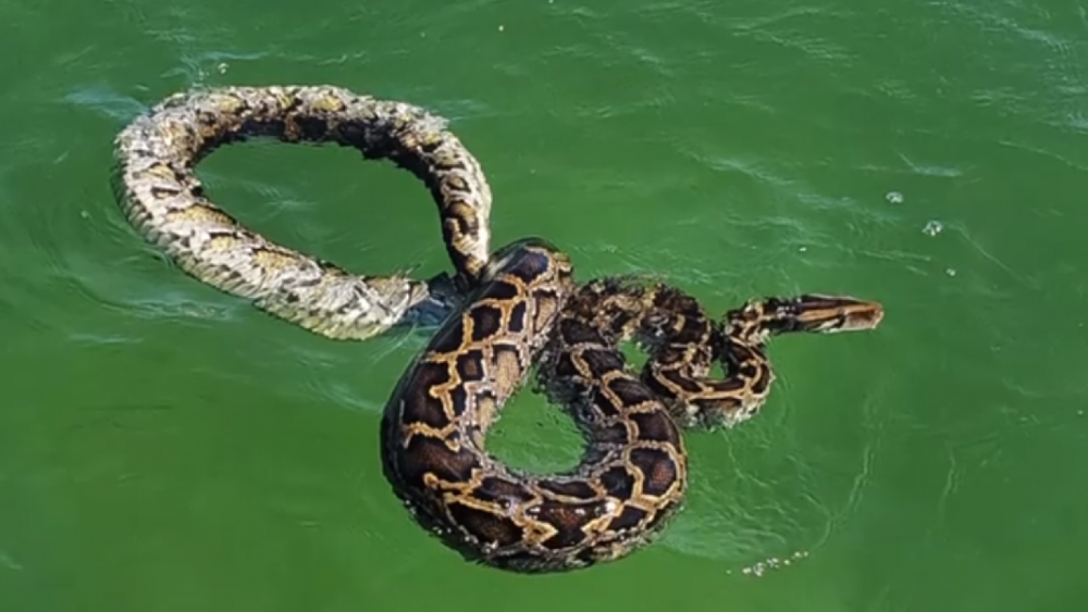 foot Burmese python found swimming off coast of South Florida Fox News by pll697