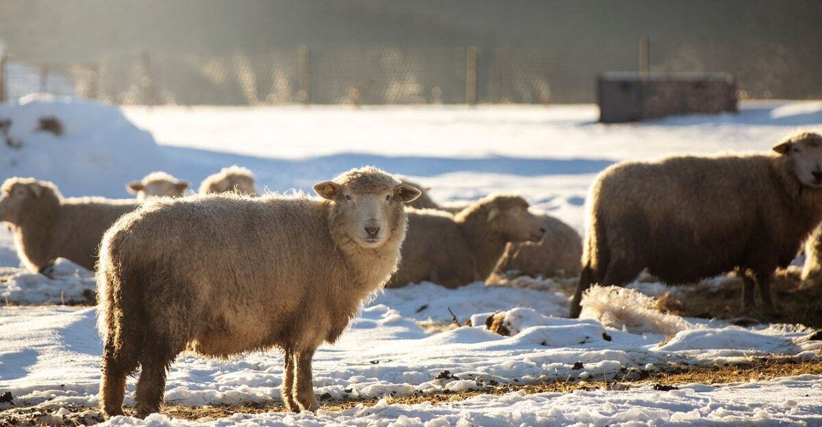 sheep herd mammals nature wave fence winter snow