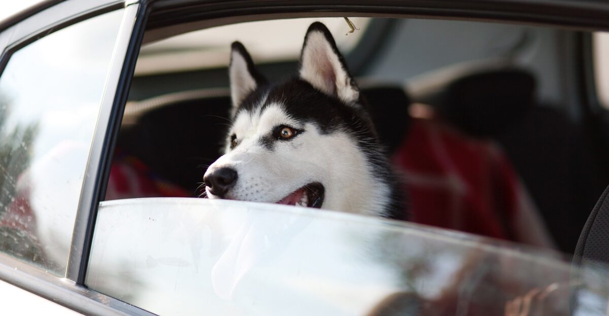 machine dog window pet trip animal husky