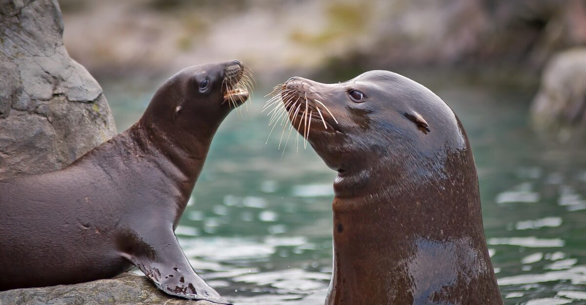 sea lion sea creatures nature water aquatic life marine life wildlife mammal animal creature swim seals north sea dive underwater world sea underwater marine mammals