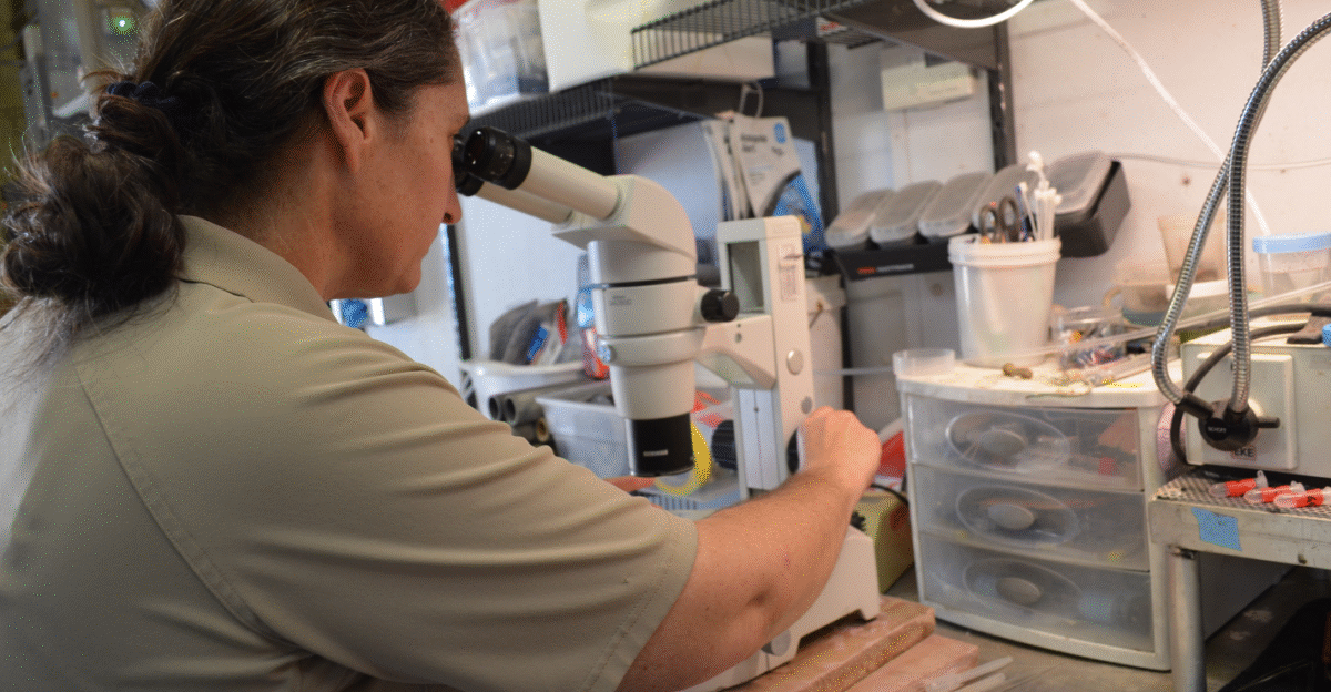 A biologist uses a microscope at the Genoa National Fish Hatchery in Wisconsin in the United States