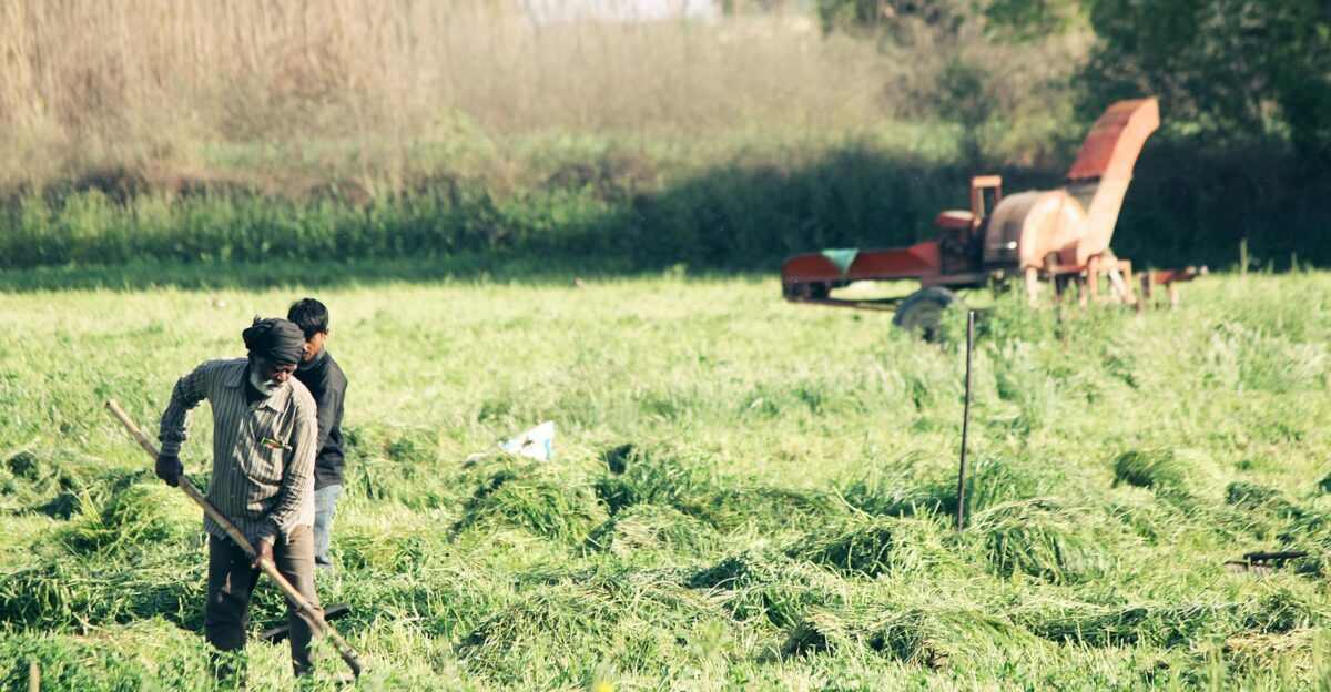 Two farmers manually cultivating a lush green field with a tractor in the background