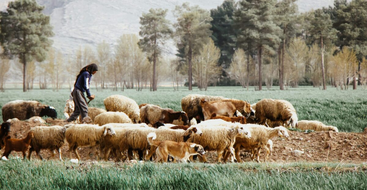 a man standing in a field with a herd of sheep