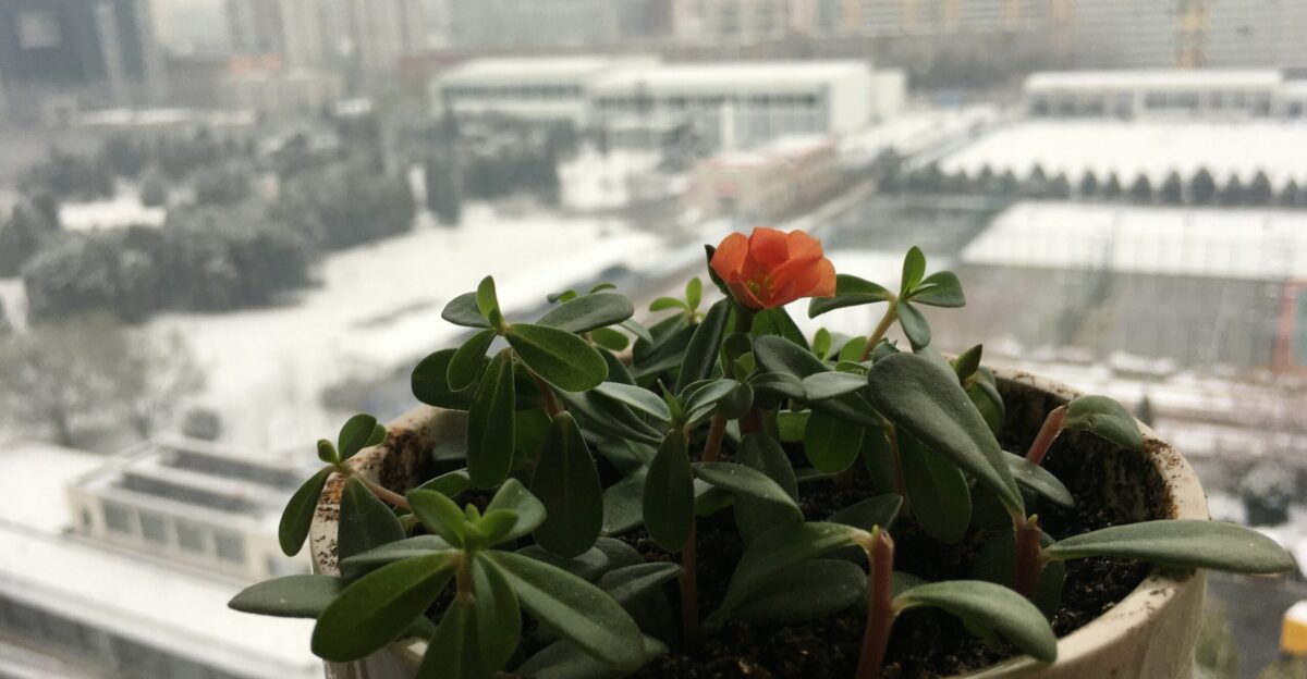 a potted plant on a window sill with a view of a city