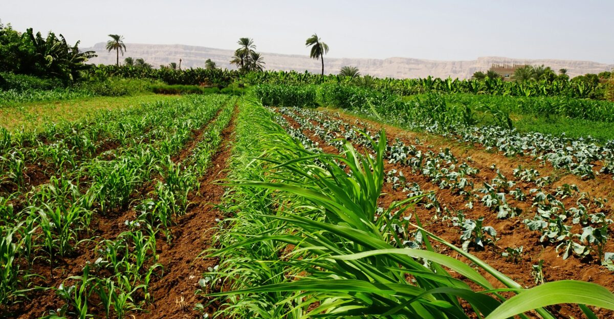 a field of plants