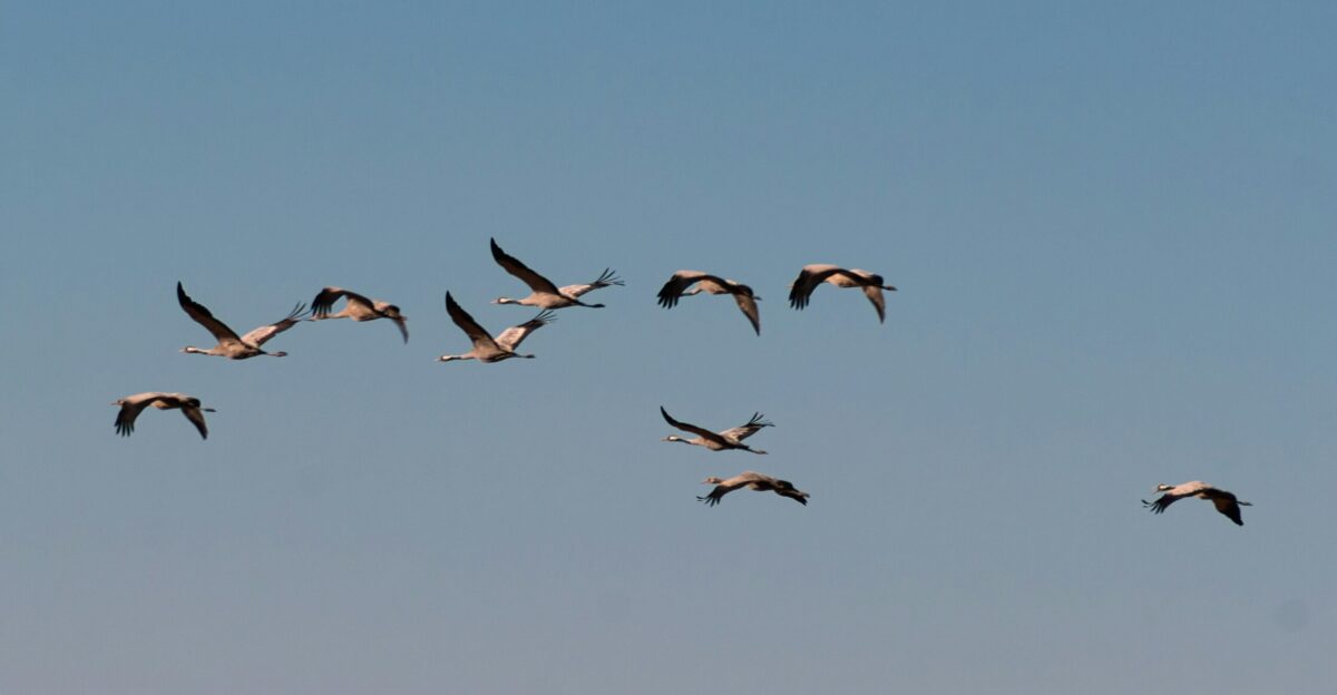 a flock of birds flying through a blue sky