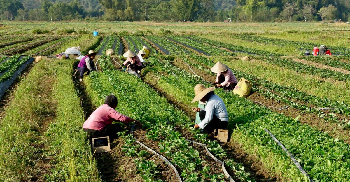 A group of people working in a field