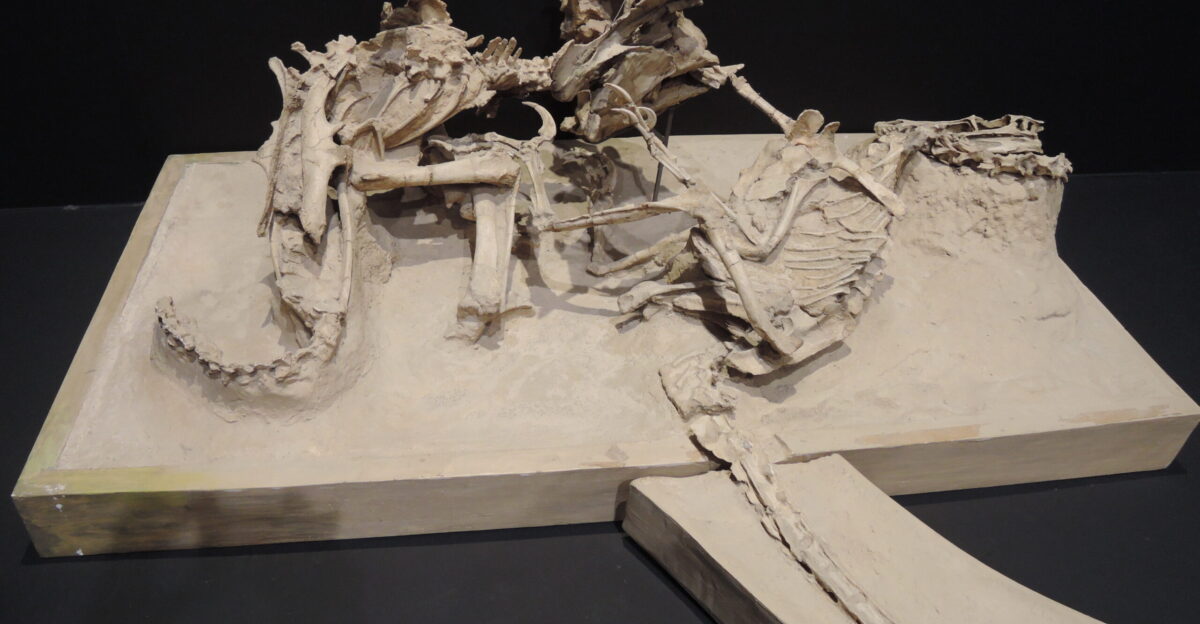 Fighting Dinosaurs - Wikipedia