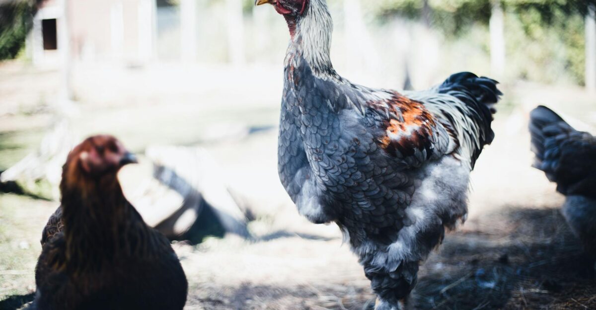 backyard farm