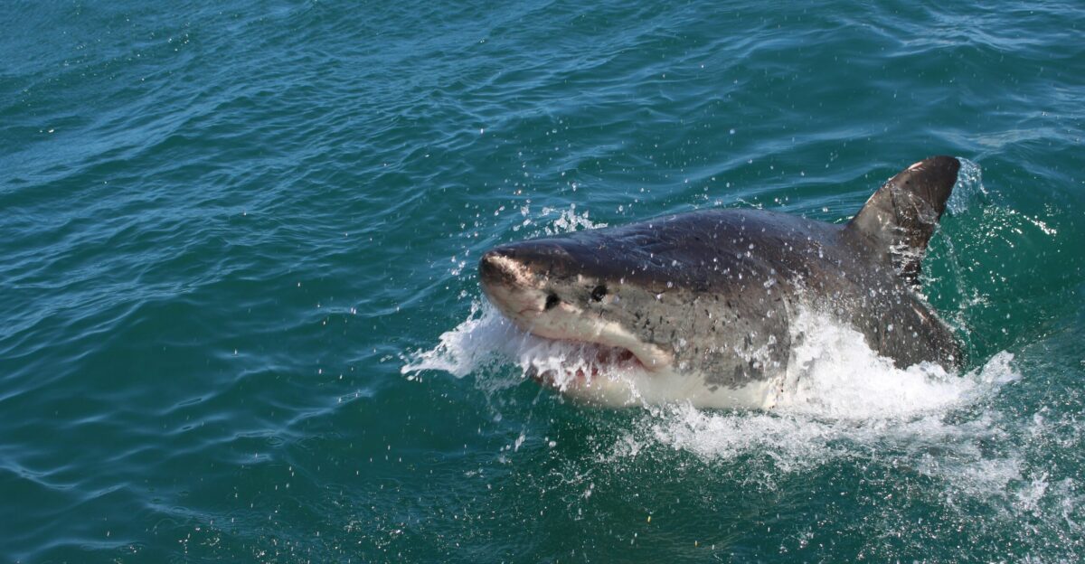 shark on sea