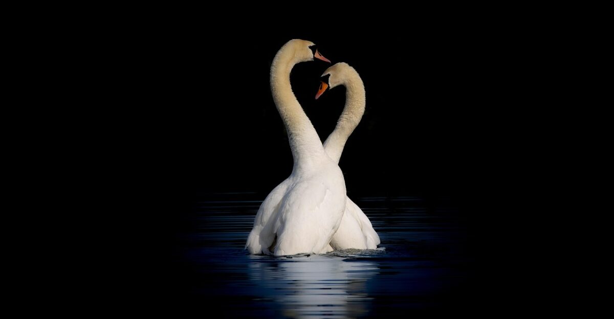birds ornithology swan mute lake white swan nature water bird waterfowl plumage feathers beak bill wildlife